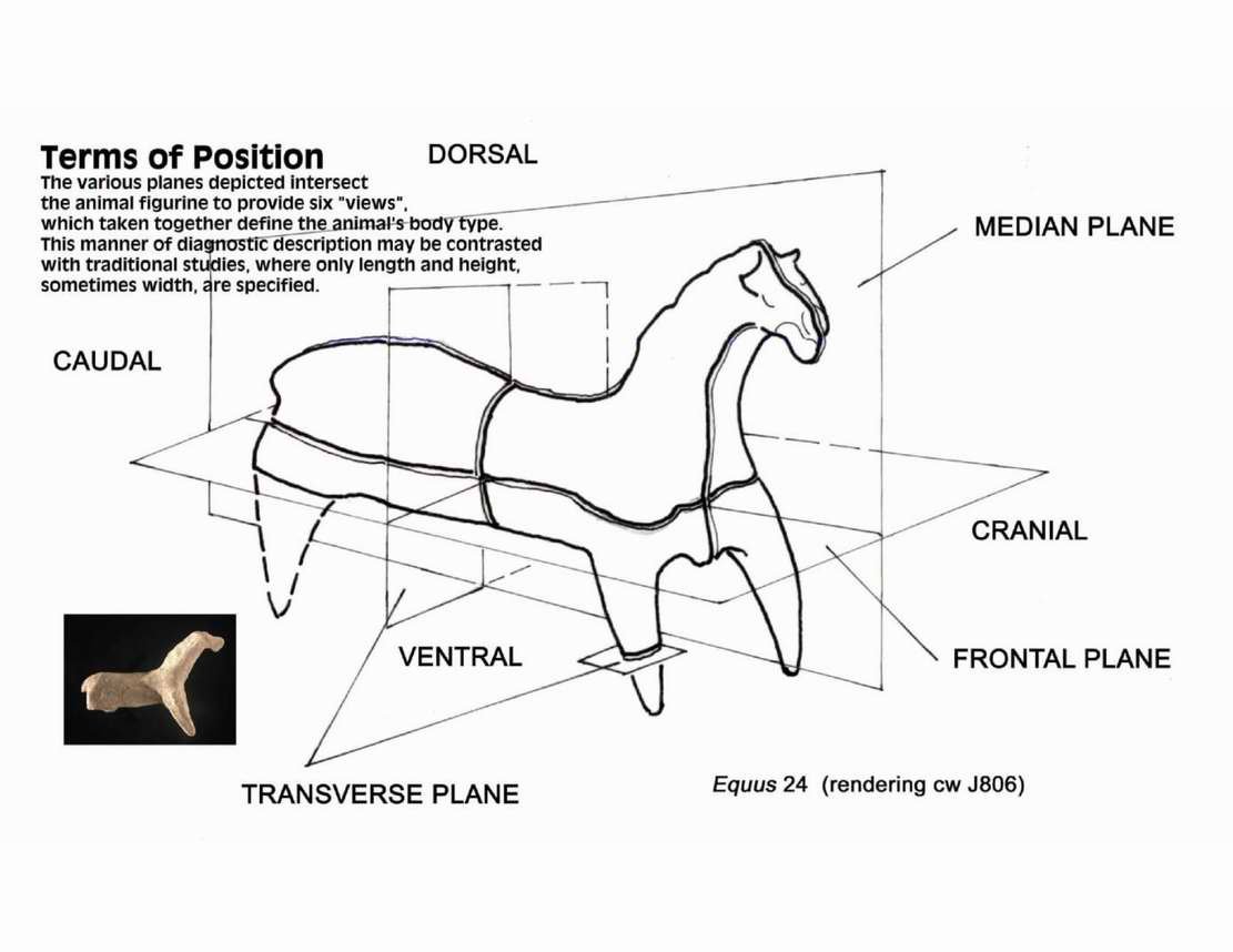 anatomical planes animal