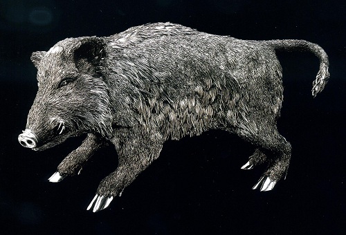 boar